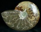 Wide Polished Ammonite Dish #7010-1